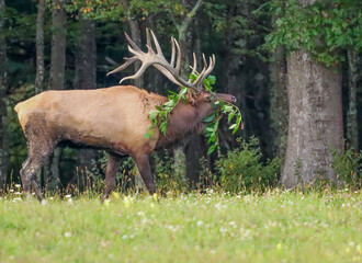 Crowning Glory Elk Bull With Leaves on His Antlers for the Rut