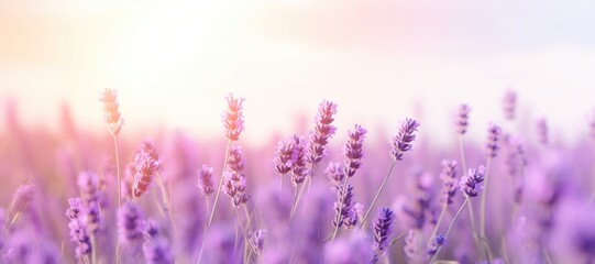 Obraz premium Lavender field under soft sunlight