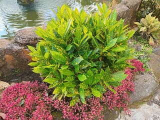 Croton sunny star yellow and green leave. Is known and loved for its bright and beautiful foliage with green leaves appear to have been dusted by gold. © Grafisqueen