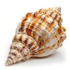 Obraz premium seashell has an intricate design with spiral ridges and patterns \ isolated on white background 