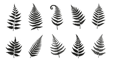 fern silhouettes on the white background volume 1