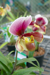 Beautiful flower with Scientific name Cypripedioideae and common name lady's slipper orchids, lady slipper orchids or slipper orchids