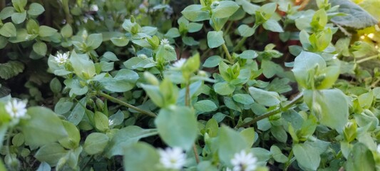leaves and drops, leaves in the wind, green grass