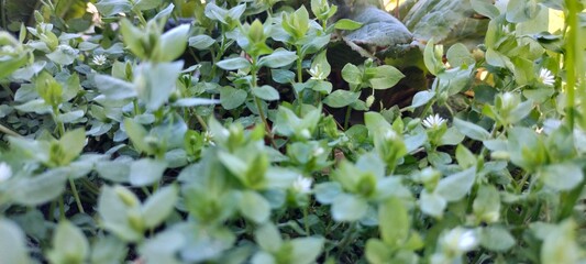 leaves in the wind, green grass, 