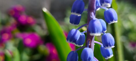 purple crocus flowers in spring