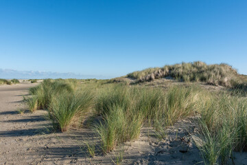 beach grass tufts on the north sea coast of the netherlands