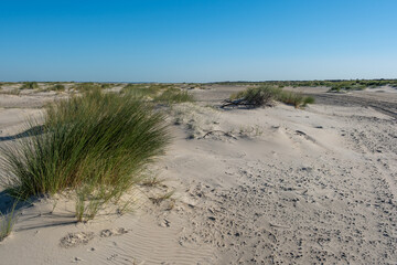 beach grass tufts on the north sea coast of the netherlands