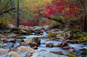 stream in the forest