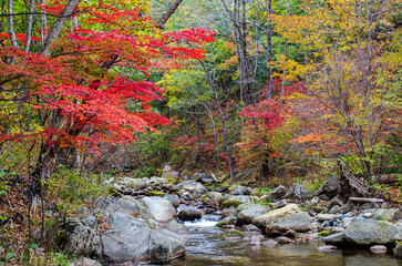 autumn leaves on the ground