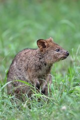 草に囲まれたクオッカのポートレート