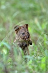 草むらに立つクオッカの子供