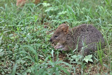 草むらに座った横向きのクオッカ