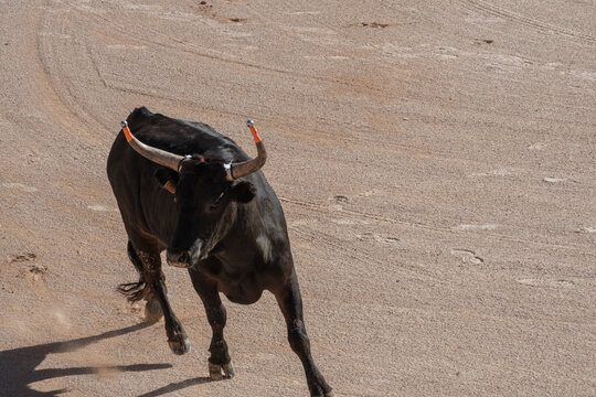 black bull in an arena for the Course camarguaise games