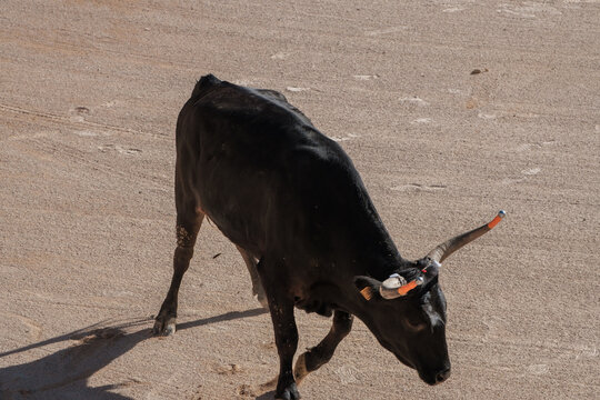 black bull in an arena for the Course camarguaise games
