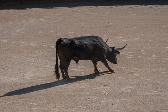 black bull in an arena for the Course camarguaise games