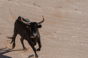 black bull in an arena for the Course camarguaise games