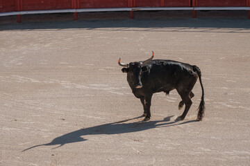 black bull in an arena for the Course camarguaise games