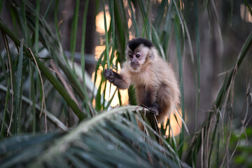 Fototapeta premium Young Azaras's Capuchin Monkey Holding a Palm Leaf at Sunrise