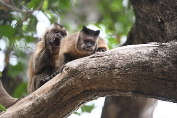 Two Azaras's Capuchin Monkeys on a Tree Branch