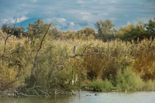 heron bord perched in a tree, in camargue