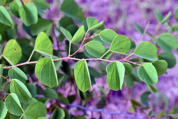 Detail of the green leaves and a branch of Bauhinia galpinii