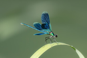 Libelle fliegt am Gartenteich.