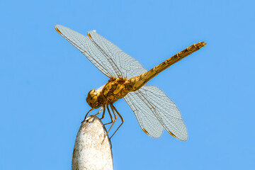 Libelle fliegt am Gartenteich.