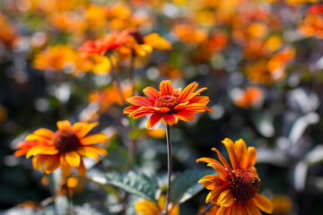 rudbeckia flowers in the garden - soft focus