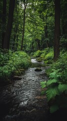 Fototapeta premium Clear water gently flows over stones in a serene forest filled with dense greenery and tall trees