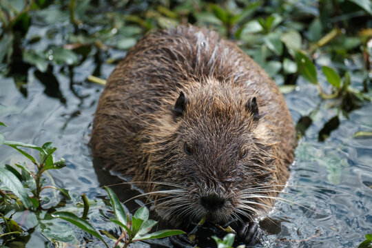 coypu eating in the water