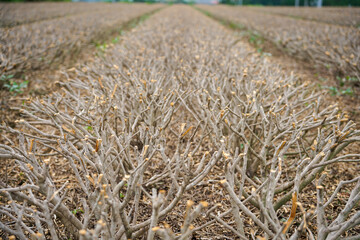 After harvesting Kagoshima tea leaves. 