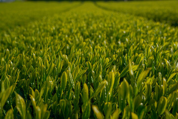 Japanese tea leaves in Kagoshima prefecture. 