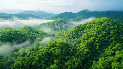 Fototapeta premium Aerial view of a tropical rainforest, dense canopy of trees with mist rising in the distance