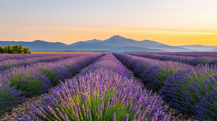 Obraz premium Vibrant lavender fields stretching towards a mountain range at sunset, creating a serene and picturesque landscape