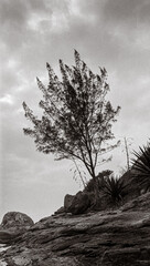 tree on the beach