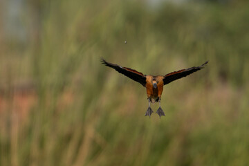 Lesser whistling duck landing 