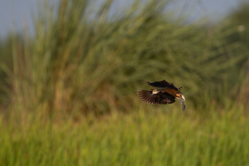 Lesser Whistling Duck Flying over lake 