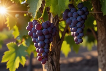 Fototapeta premium photo of grapes in nature