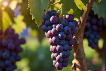 Obraz premium photo of grapes in nature