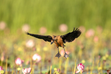 A lesser whistling duck in flight.