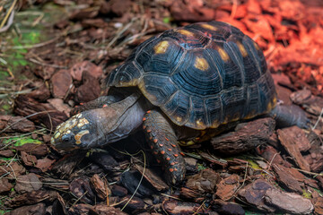 A turtle in the zoo with a red light.