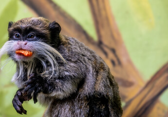 The imperial tamarin monkey eats fruits in close-up.