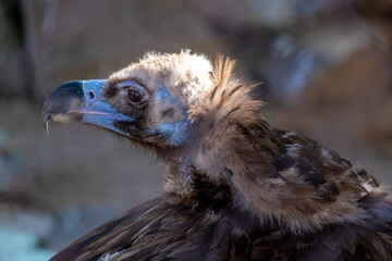 A vulture's head with a beak in close-up.