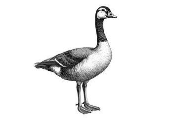 Obraz premium Goose, sketch. Vintage retro print, goose sketch ink pencil style drawing, linear drawing, engrave old school. Sketch artwork silhouette goose. Farm poultry. Illustration