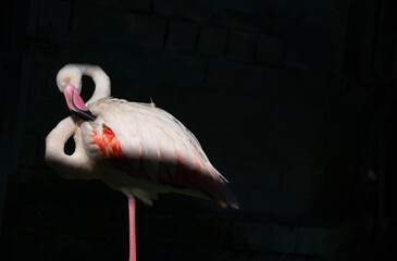 Flamingos on one leg on a black background.