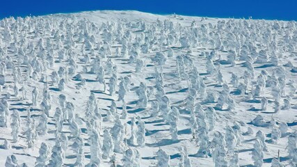 Snow covered trees and "Snow Monsters" on a cold winter day