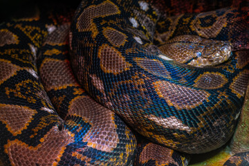 Python reticulated close-up.