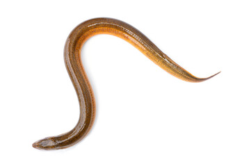 Fototapeta premium Freshwater fish have a long, slender body shape similar to a snake. Golden Brown Asian swamp eel - Monopterus albus isolated on white background.