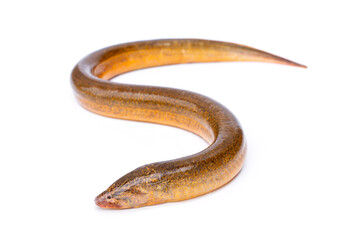 Freshwater fish have a long, slender body shape similar to a snake. Golden Brown Asian swamp eel - Monopterus albus isolated on white background.