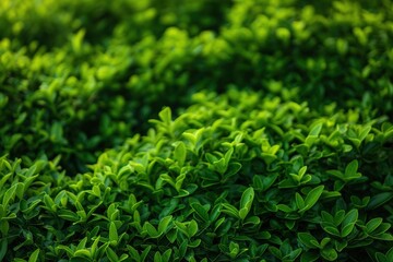 Rich garden scene with dense thicket of green bushes and trees. Vibrant green leaves, low angle perspective, depth and scale. Soft blur background, plants, lushness of garden.